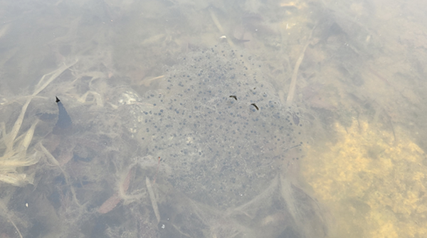 큰산개구리 난괴(알덩어리)(2023. 2. 10.)